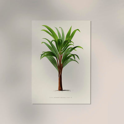 Hyphorbe Amaricaulis Poster – Fine Art Print UV-beständig