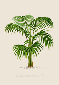 Kentia Caterburyana Poster – Fine Art Print UV-resistant Botanical Wall Art — Ansicht 3