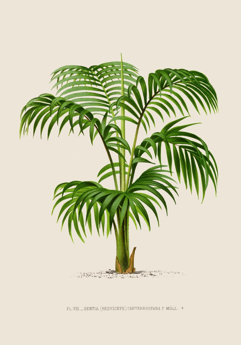 Kentia Caterburyana Poster – Fine Art Print UV-resistant Botanical Wall Art — Ansicht 3