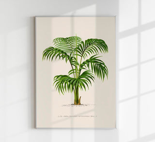 Kentia Caterburyana Poster – Fine Art Print | UV-beständig | Zeitlose Tropenästhetik