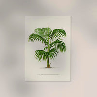 Kentia Caterburyana Poster – Fine Art Print UV-resistant Botanical Wall Art — Ansicht 2