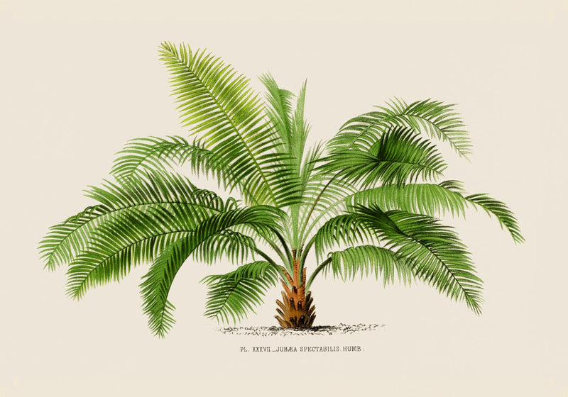 Jubaea Spectabilis Poster – Fine Art Botanische Palme — Ansicht 3