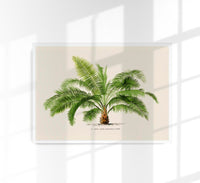Jubaea Spectabilis Poster – Fine Art Botanische Palme — Ansicht 1