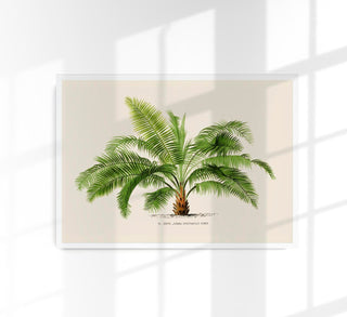 Vintage-botanische Illustration der Jubaea spectabilis Palme mit schlankem Stamm und dichter Krone auf hellem Hintergrund, feine Linien und dezente Grüntöne, als Fine-Art-Poster gerahmt in einem modern eingerichteten Wohnraum mit Pflanzen und natürlichem Licht
