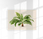 Jubaea Spectabilis Poster – Fine Art Botanische Palme