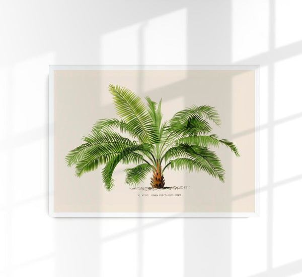 Jubaea Spectabilis Poster – Fine Art Botanical Palm