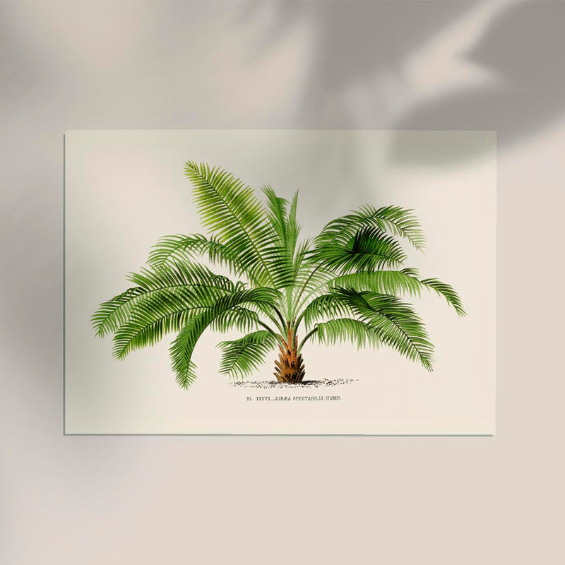 Jubaea Spectabilis Poster – Fine Art Botanische Palme — Ansicht 2