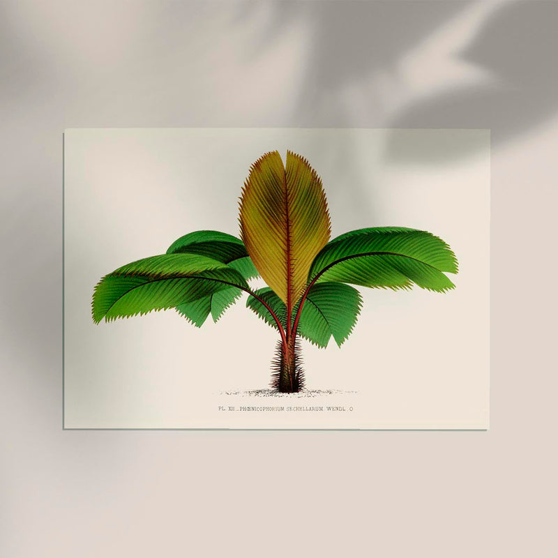 Phoenicophorium Sechellarum Poster – Fine Art Print UV-beständig — Ansicht 2