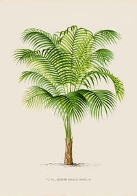 Geonoma Gracilis Poster – Fine Art Print UV-resistant Cotton Canvas — Ansicht 3