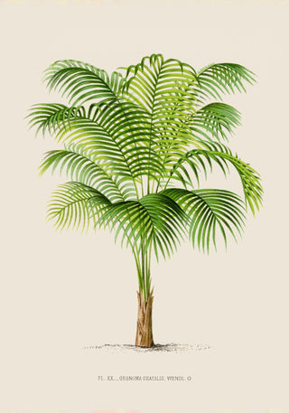 Geonoma Gracilis Poster – Fine Art Print | UV-beständig | Texturierte Canvas