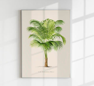 Geonoma Gracilis Poster – Fine Art Print | UV-beständig | Texturierte Canvas