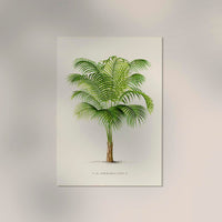 Geonoma Gracilis Poster – Fine Art Print UV-beständig Baumwoll-Canvas — Ansicht 2