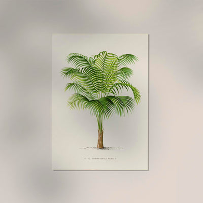 Geonoma Gracilis Poster – Fine Art Print UV-beständig Baumwoll-Canvas