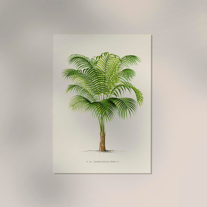 Geonoma Gracilis Poster – Fine Art Print UV-beständig Baumwoll-Canvas — Ansicht 2