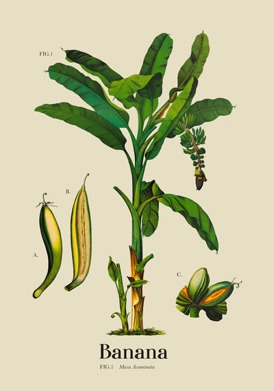 Banana Botanical Light Poster – Fine Art Print UV-resistant