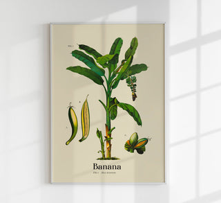 Banana Botanical Light Poster – Fine Art Print | Vintage Botanik | UV‑resistent