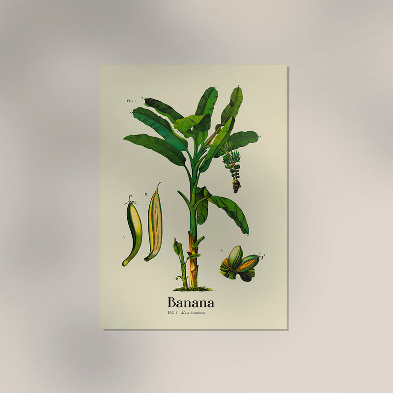 Banana Botanical Light Poster – Fine Art Print UV-resistant — Ansicht 3