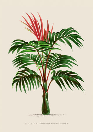 Kentia Macrocarpa Poster – Fine Art | Canvas | Vintage Palmenillustration