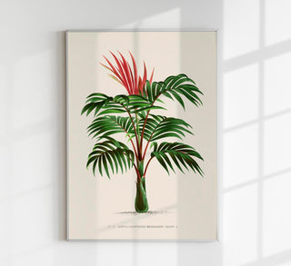 Vintage-botanische Illustration der Kentia-Palme Kentia macrocarpa mit schlankem Stamm und üppiger Krone auf hellem Hintergrund, feine Linien und dezente Grüntöne, als Fine-Art-Poster gerahmt in einem modern eingerichteten Raum mit Pflanzen und natürlichem Licht
