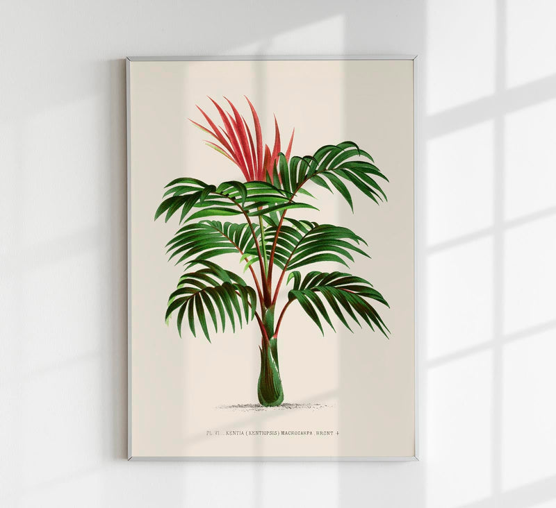 Kentia Macrocarpa Poster – Fine Art | Canvas | Vintage Palmenillustration — Patroa Studio