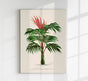 Kentia Macrocarpa Poster – Fine Art | Canvas | Vintage Palmenillustration