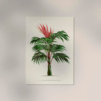 Kentia Macrocarpa Poster – Fine Art | Canvas | Vintage Palmenillustration — Ansicht 2