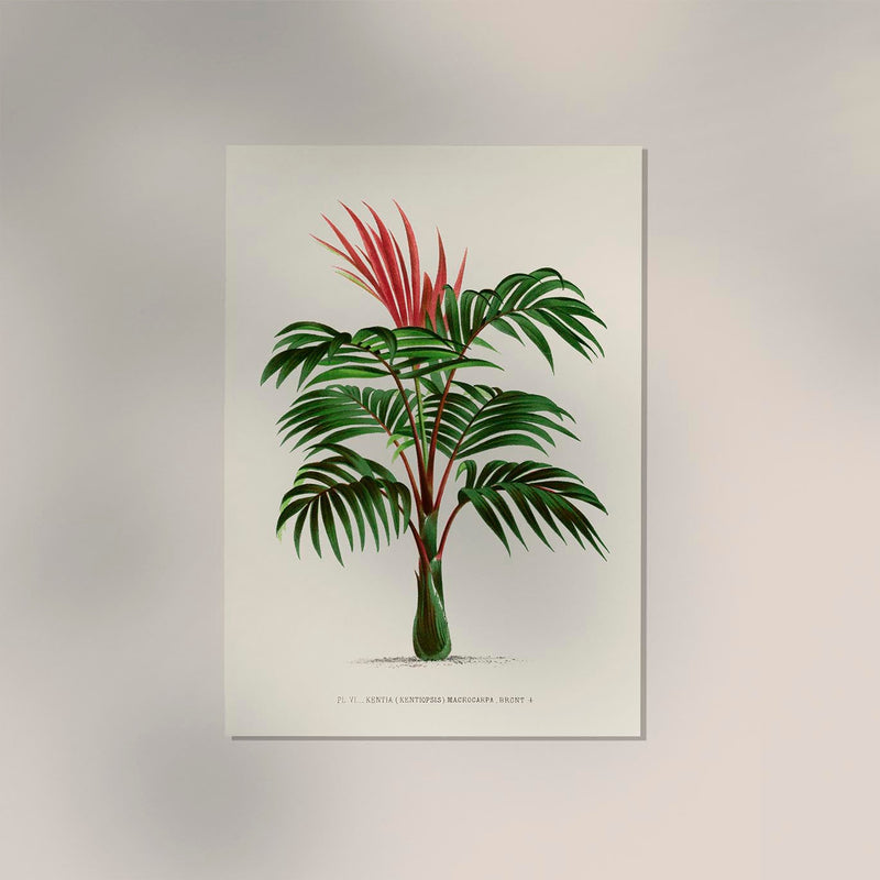 Kentia Macrocarpa Poster – Fine Art | Canvas | Vintage Palmenillustration — Ansicht 2