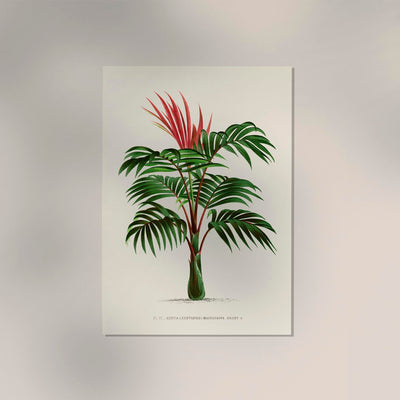 Kentia Macrocarpa Poster – Fine Art | Canvas | Vintage Palm Illustration