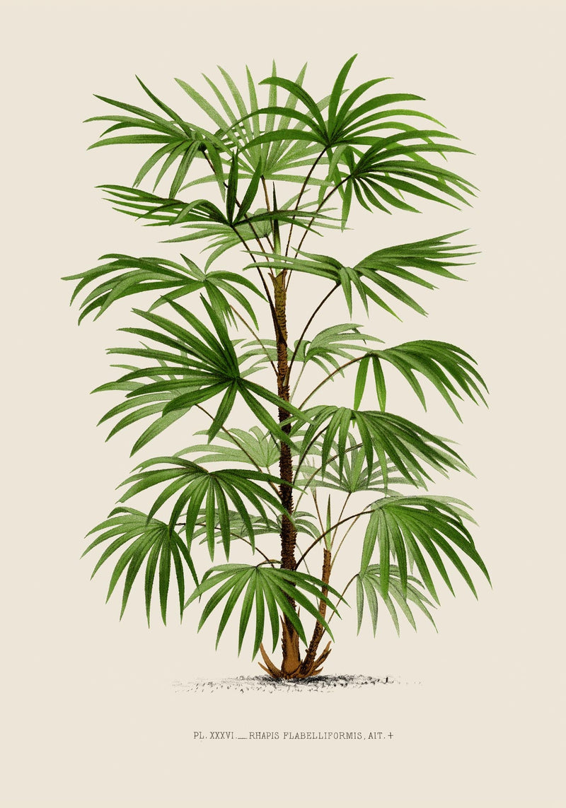 Rhapis Flabelliformis Poster – Fine Art Print UV-beständig — Ansicht 3