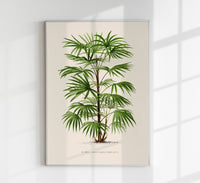 Rhapis Flabelliformis Poster – Fine Art Print UV-beständig — Ansicht 1