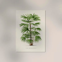 Rhapis Flabelliformis Poster – Fine Art Print UV-beständig — Ansicht 2
