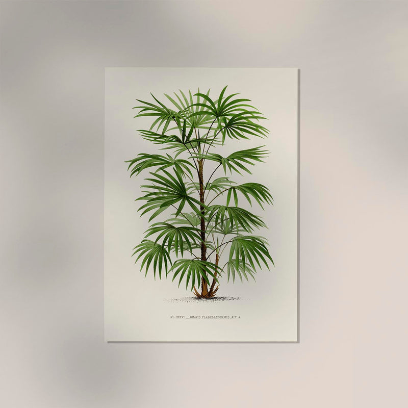 Rhapis Flabelliformis Poster – Fine Art Print UV-beständig — Ansicht 2