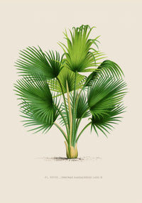 Thrinax – Fine Art Print | UV-beständig | Botanisches Design — Ansicht 3