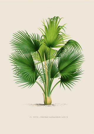 Thrinax – Fine Art Print | UV-beständig | Botanisches Design