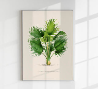 Thrinax – Fine Art Print | UV-beständig | Botanisches Design