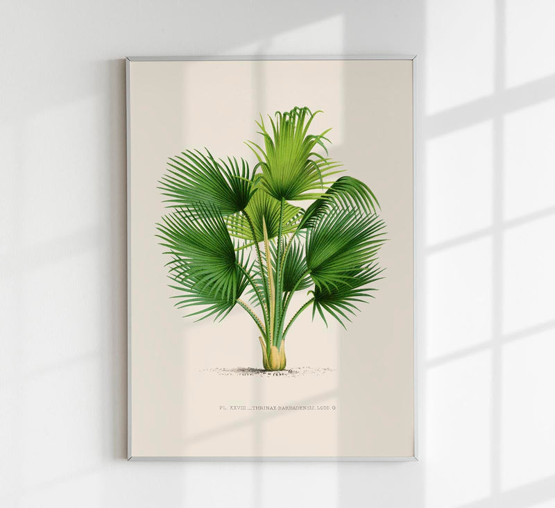 Thrinax – Fine Art Print | UV-beständig | Botanisches Design — Patroa Studio