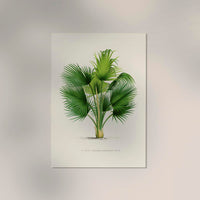 Thrinax – Fine Art Print | UV-beständig | Botanisches Design — Ansicht 2