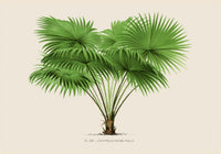 Livistona Altissima Poster – Botanical Premium Print Palm Splendor — Ansicht 3