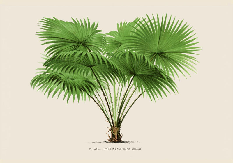 Livistona Altissima Poster – Botanical Premium Print Palm Splendor — Ansicht 3