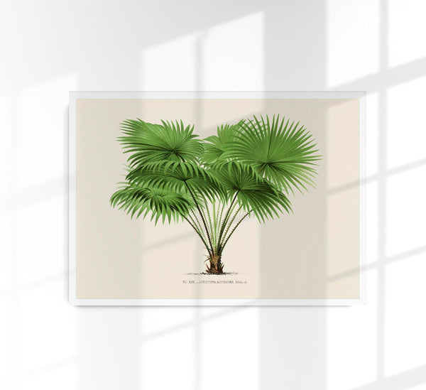 Livistona Altissima Poster – Botanical Premium Print Palm Splendor
