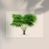 Livistona Altissima Poster – Botanical Premium Print Palm Splendor — Ansicht 2