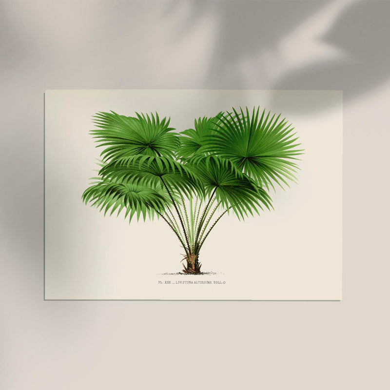 Livistona Altissima Poster – Botanical Premium Print Palm Splendor — Ansicht 2