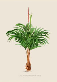 Geonoma Verschaffeltia Poster Fine Art Print UV Resistant Tropical Aesthetic — Ansicht 3