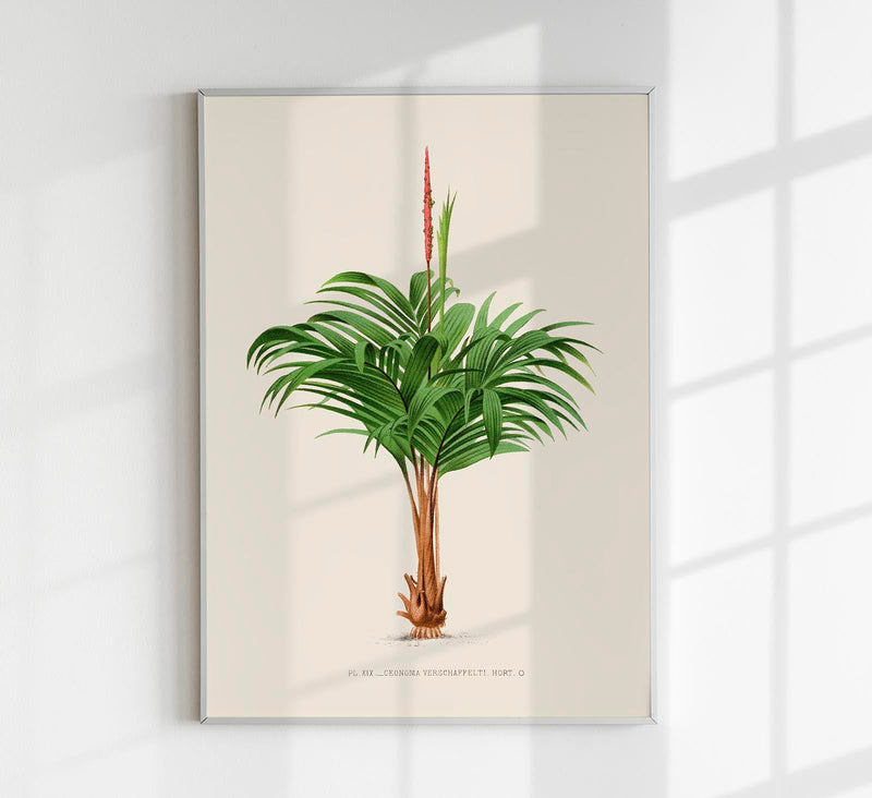 Geonoma Verschaffeltia Poster Fine Art Print UV Resistant Tropical Aesthetic — Patroa Studio