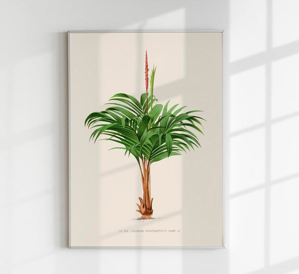 Geonoma Verschaffeltia Poster Fine Art Print UV Resistant Tropical Aesthetic