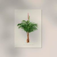 Geonoma Verschaffeltia Poster Fine Art Print UV Resistant Tropical Aesthetic — Ansicht 2