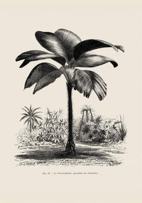 Seychelles Tree Poster – Fine Art Print UV-beständig Patroa Studio — Ansicht 3