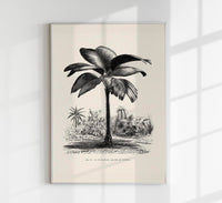 Seychelles Tree Poster – Fine Art Print UV-beständig Patroa Studio — Ansicht 1
