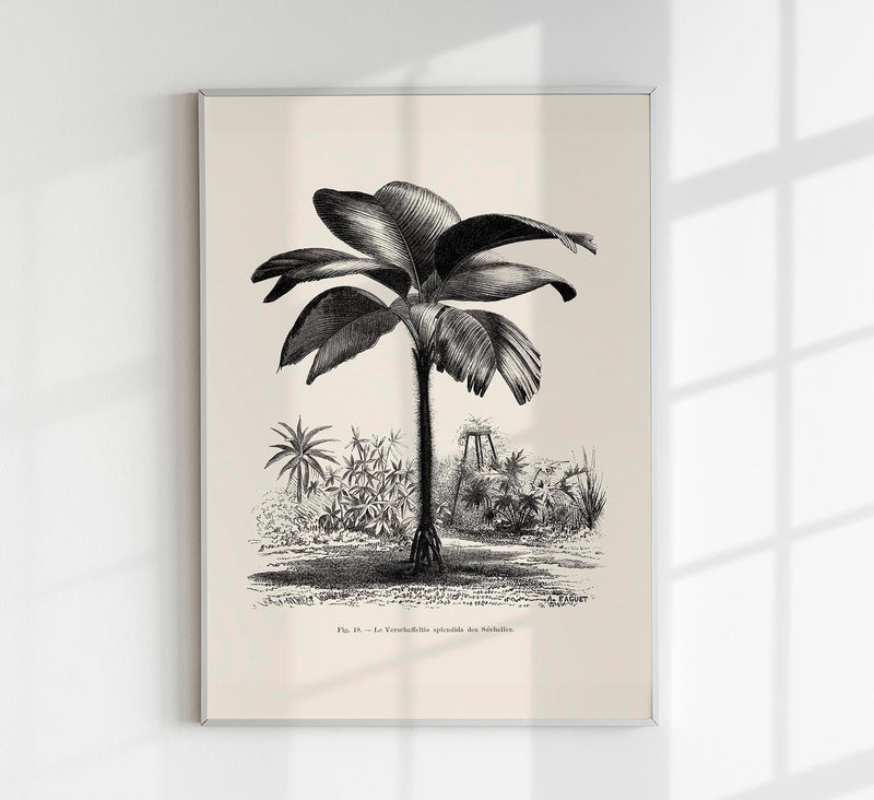 Seychelles Tree Poster – Fine Art Print UV-beständig Patroa Studio — Patroa Studio