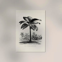 Seychelles Tree Poster – Fine Art Print UV-beständig Patroa Studio — Ansicht 2